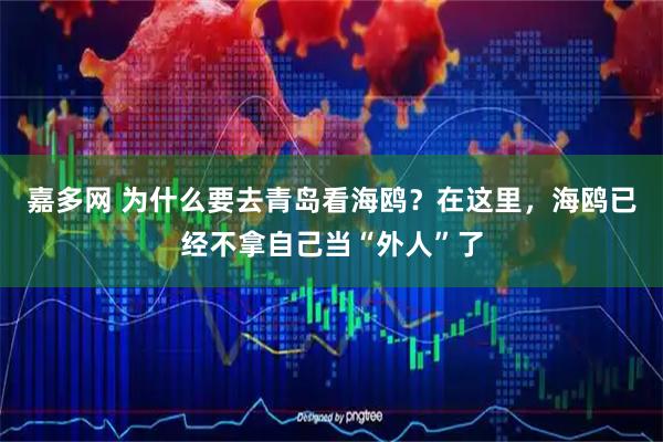 嘉多网 为什么要去青岛看海鸥？在这里，海鸥已经不拿自己当“外人”了